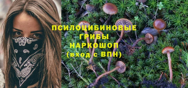 ПСИЛОЦИБИНОВЫЕ ГРИБЫ Осинники